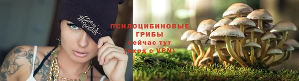 стафф Алзамай